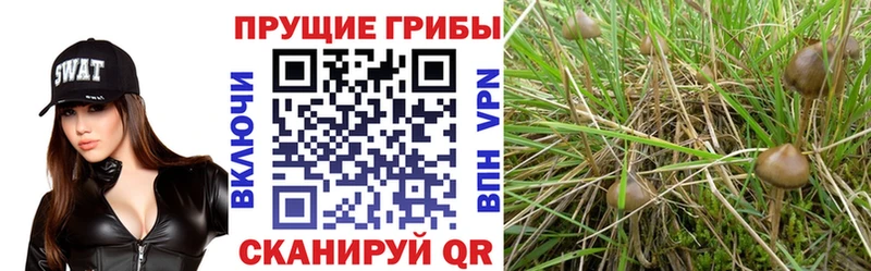 Купить где  Дагестанские Огни  Галлюциногенные грибы Magic Shrooms 